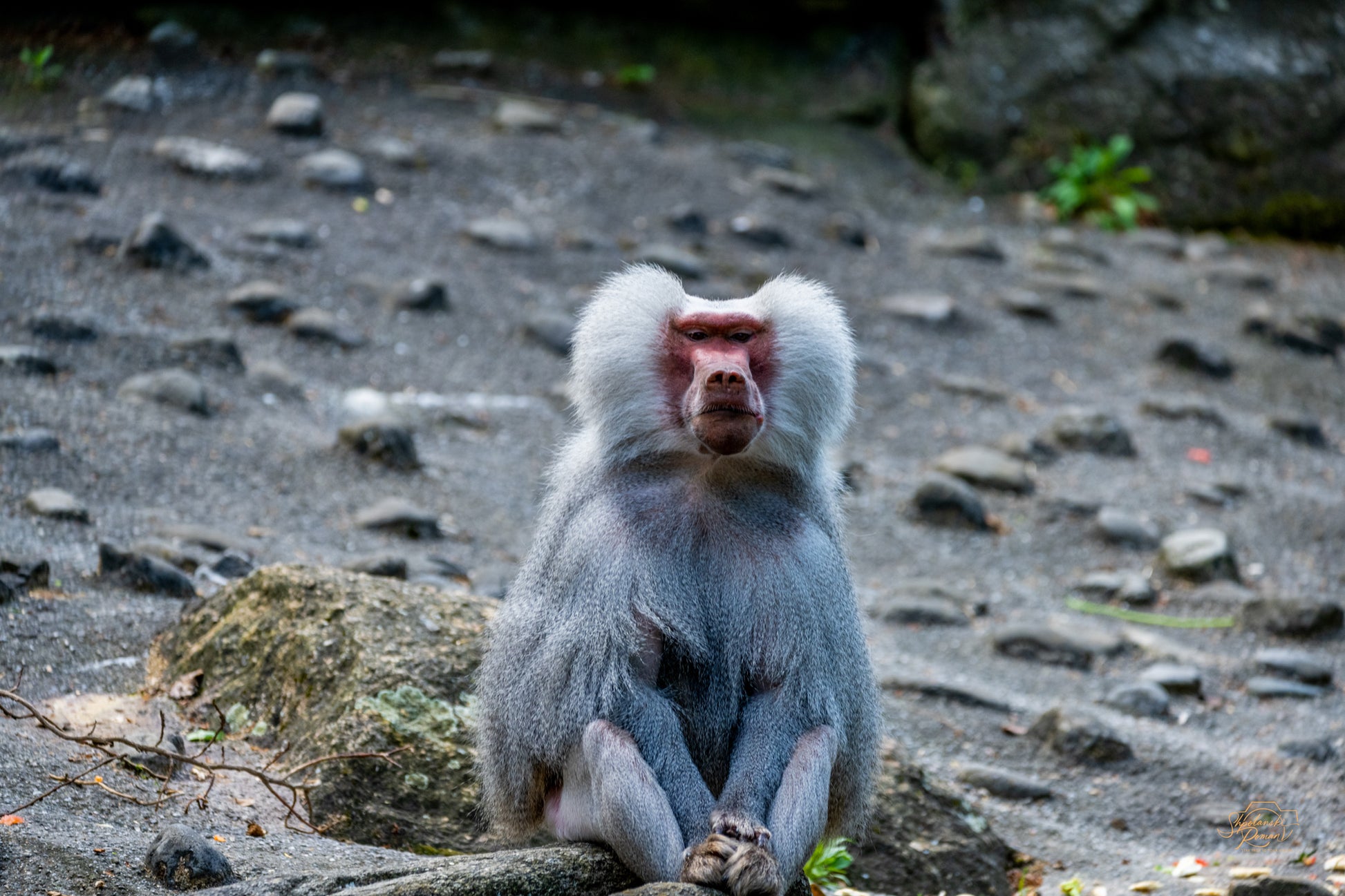 A Barbary macaque sitting among stones