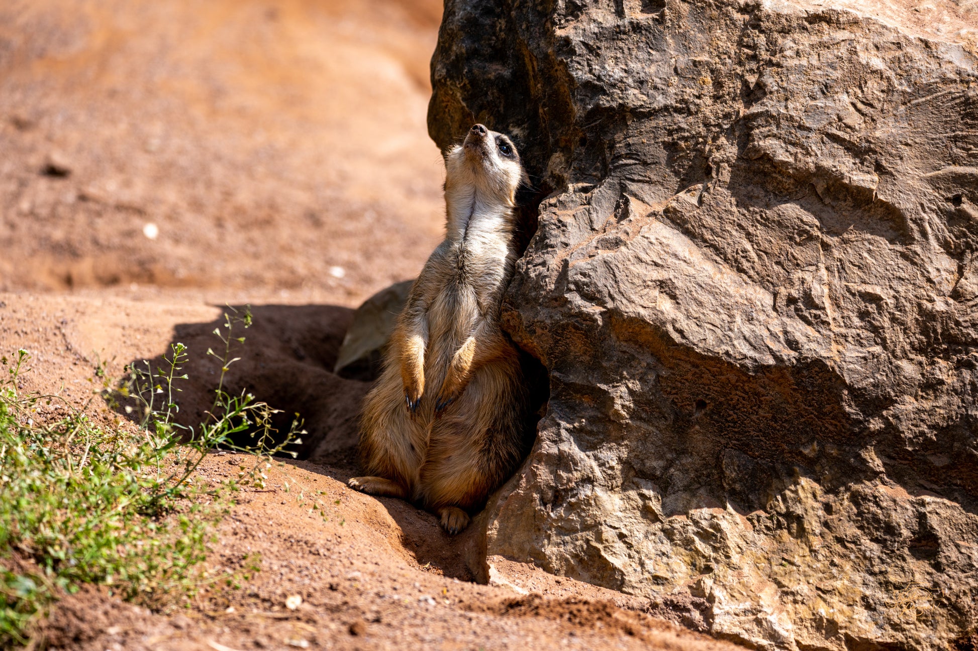 A meerkat standing against a sunlit rock