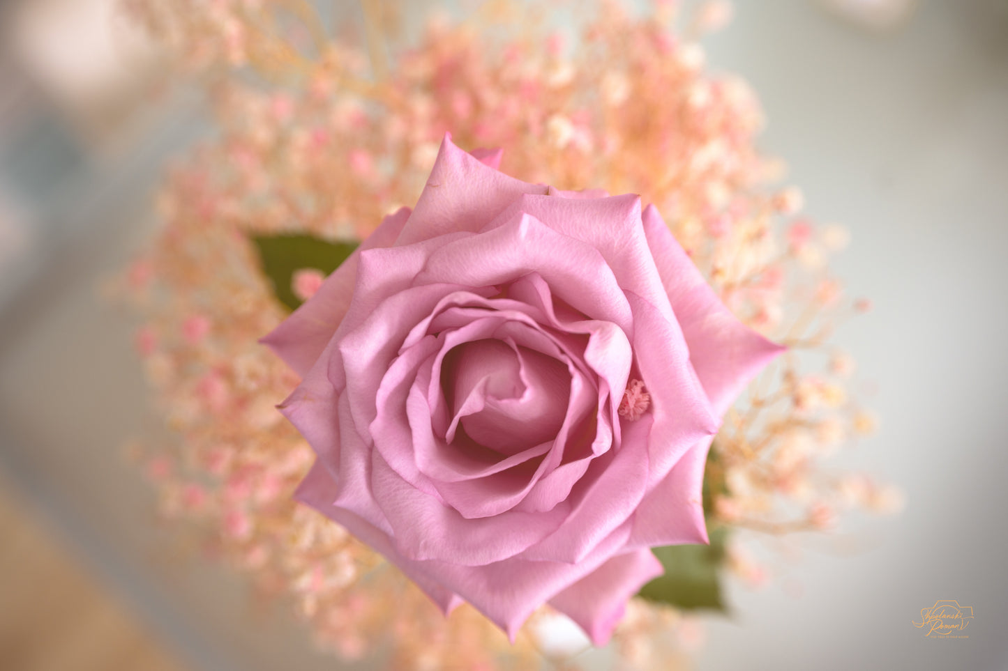 A pink rose blooming among soft blossoms