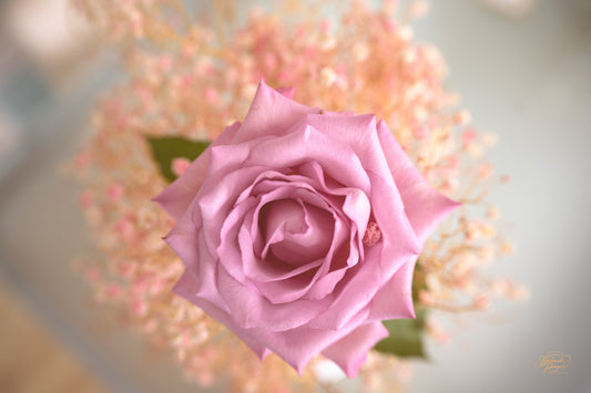 A pink rose blooming among soft blossoms