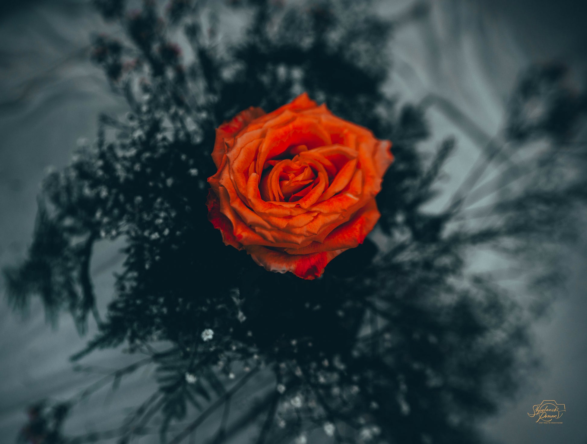 A deep crimson rose against a dark background