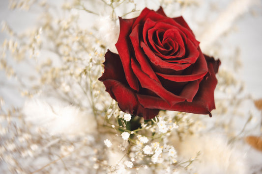 Elegant Red Rose with Baby's Breath.  Digital poster.