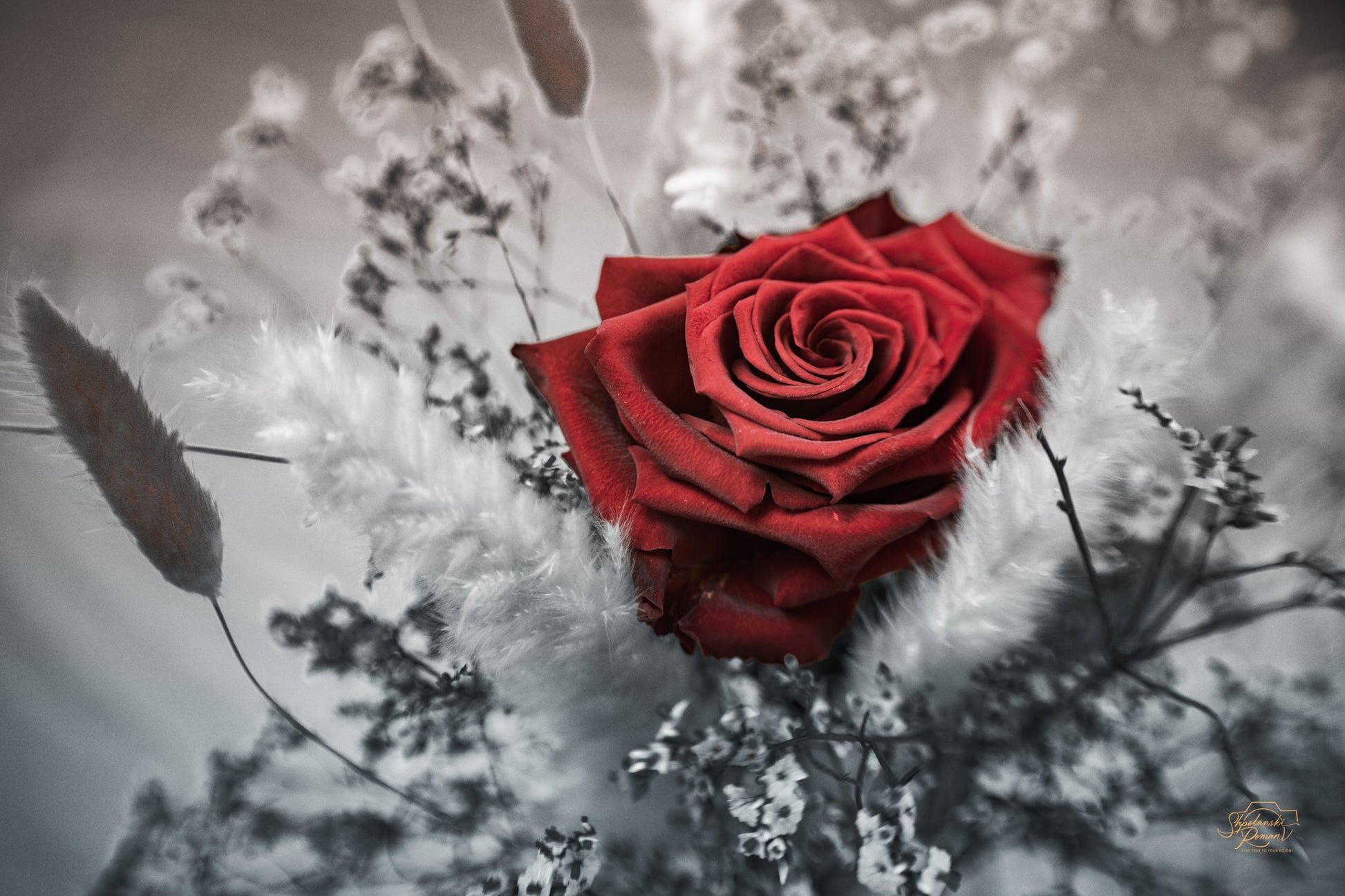 A red rose surrounded by baby's breath