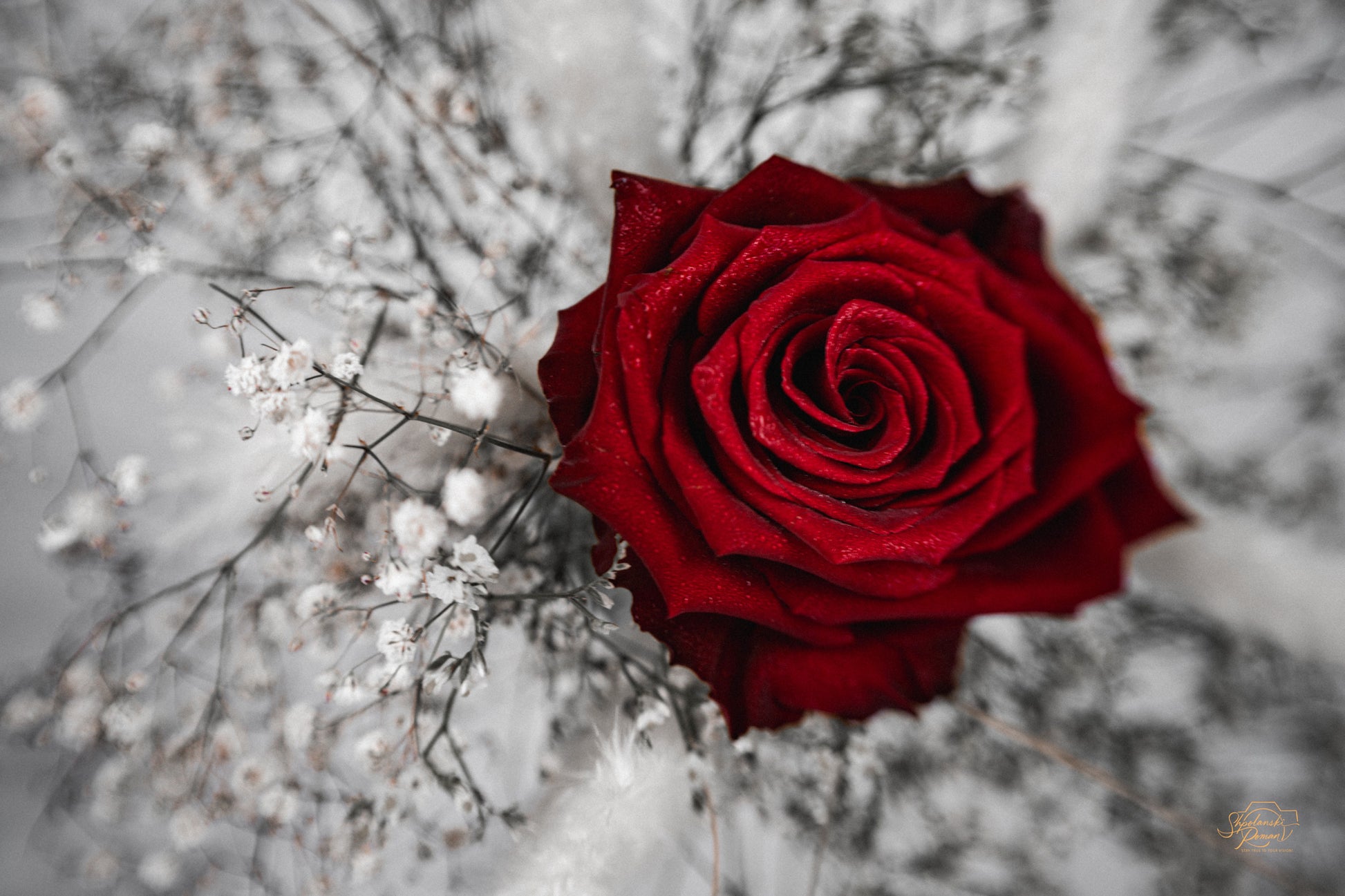 A red rose framed by white baby's breath