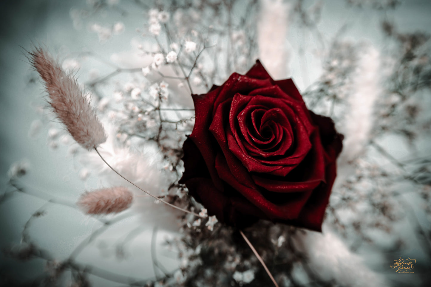A red rose among dried grasses
