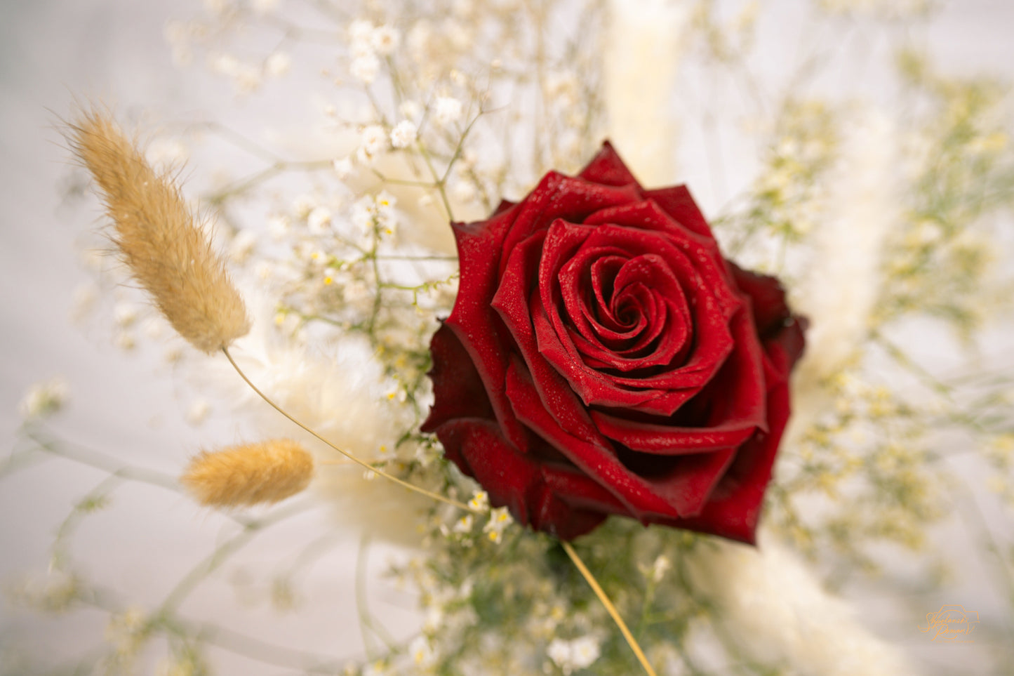 A red rose with golden grasses in warm light