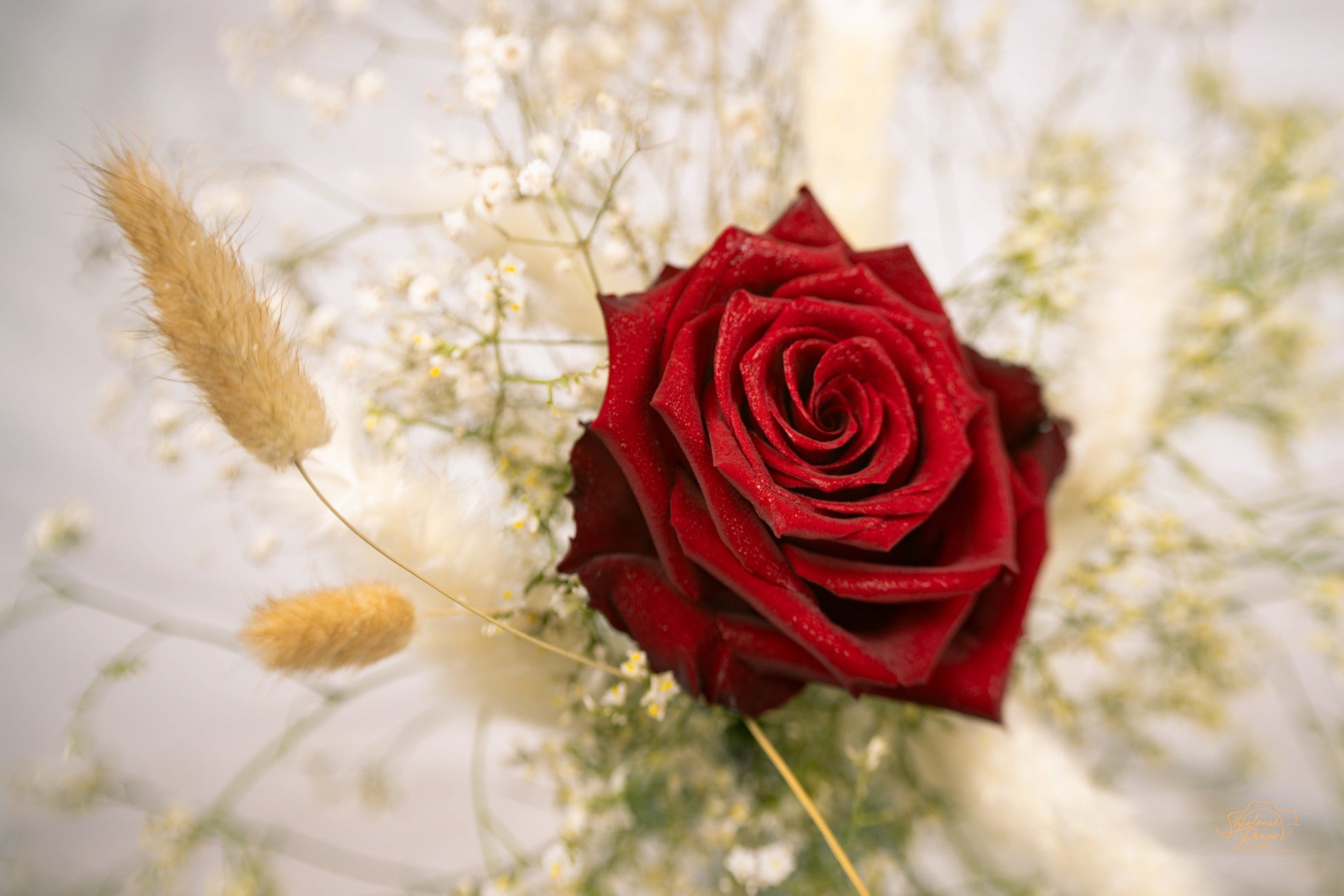 A red rose with golden grasses in warm light