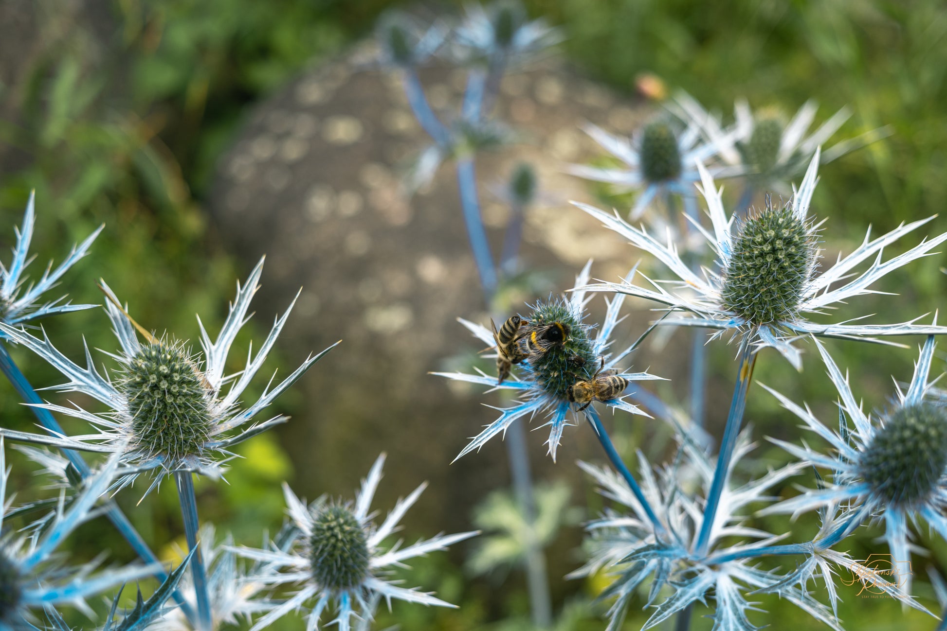 Blue sea holly flowers with a small bee