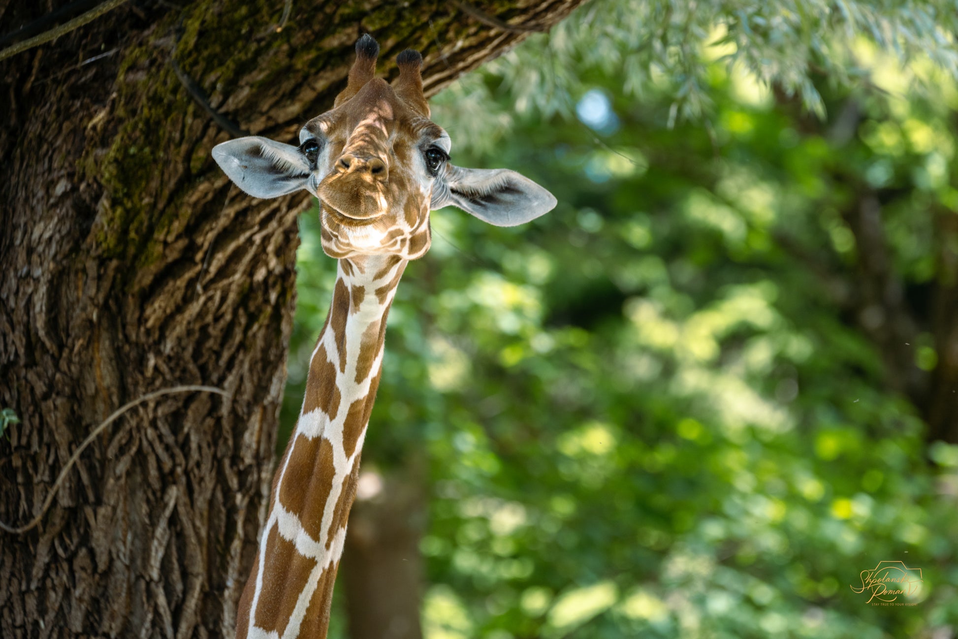 A giraffe peering through green foliage