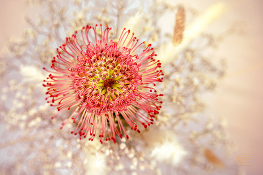 Pincushion Protea — Edition II