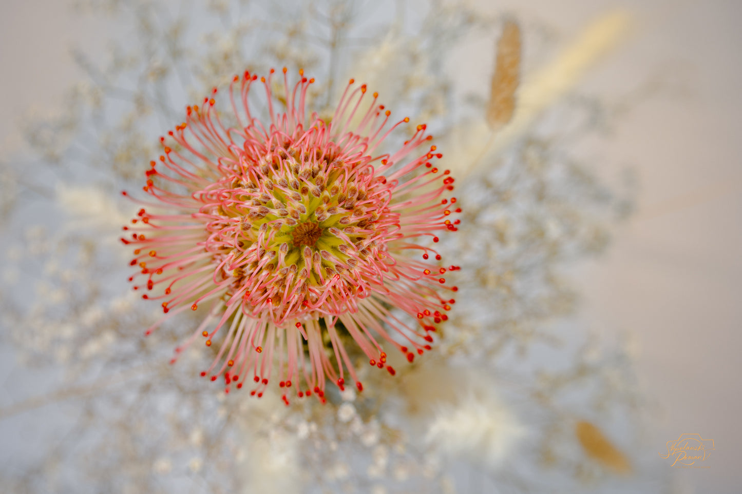Pincushion Protea — Edition I