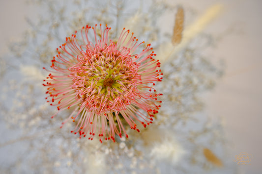 Pincushion Protea — Edition I
