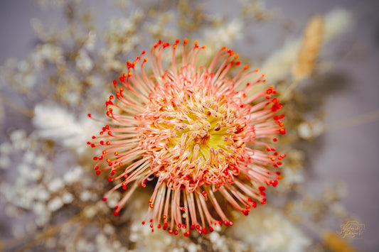 Pincushion Protea — Edition V