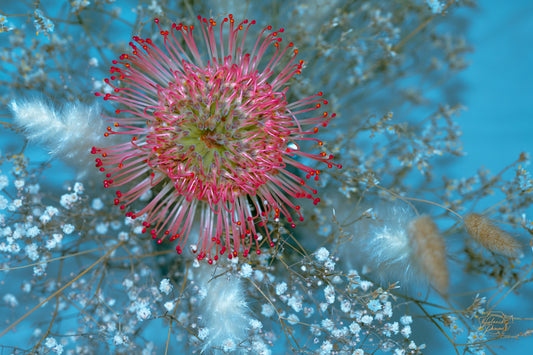 Pincushion Protea — Edition IV