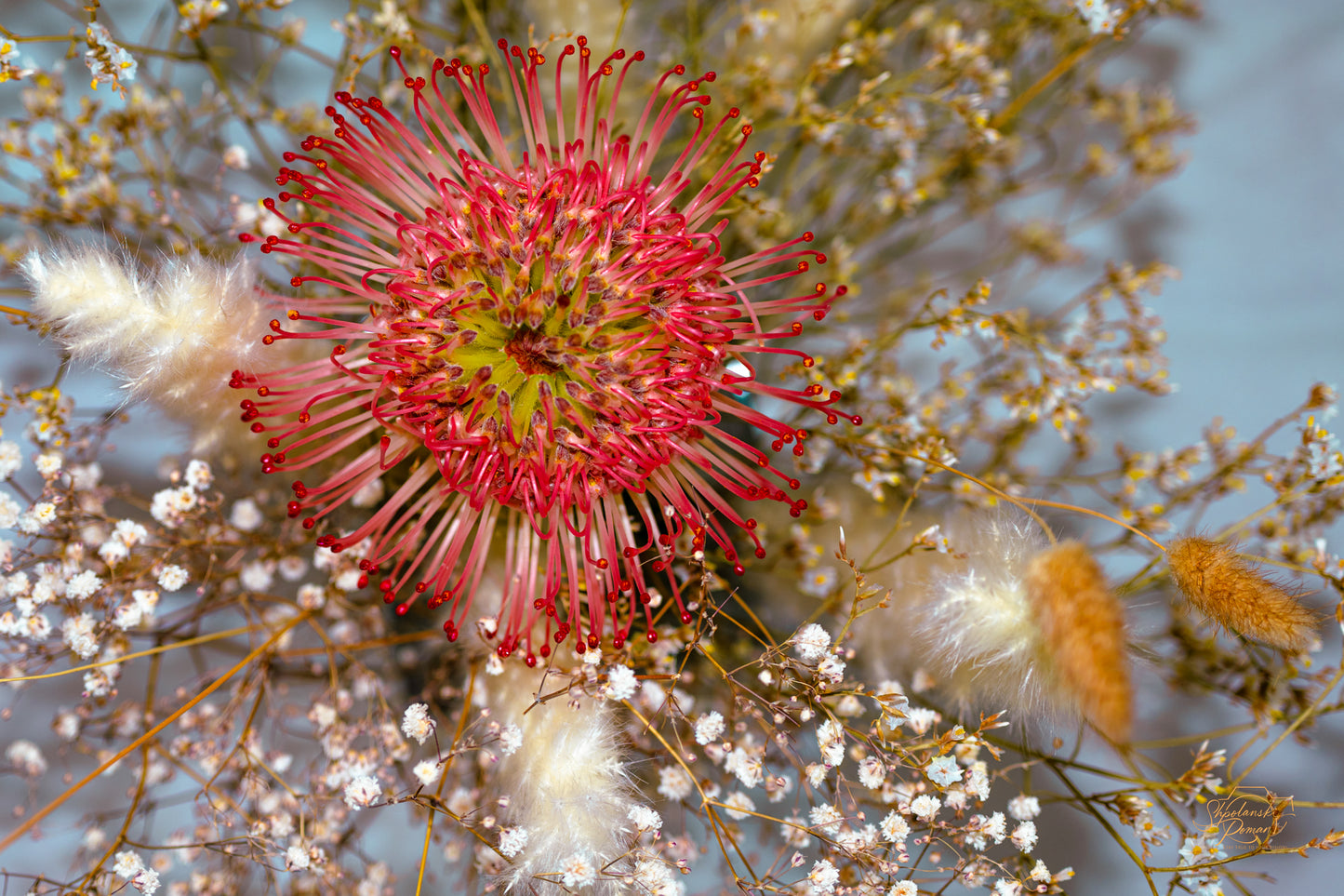 Pincushion Protea — Edition VII