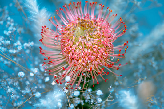 Pincushion Protea — Edition VIII