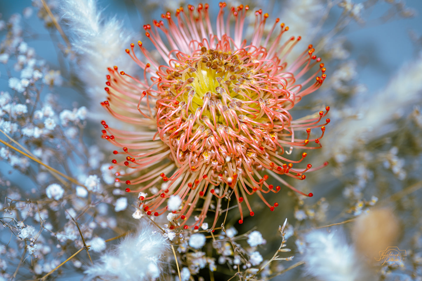 Pincushion Protea — Edition IX