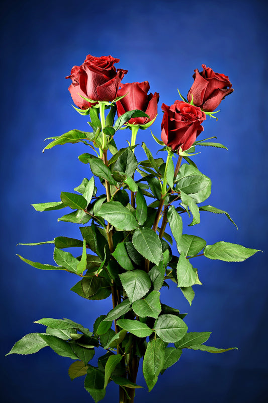 Vibrant Bouquet: Five Fresh Red Roses. Digital poster.