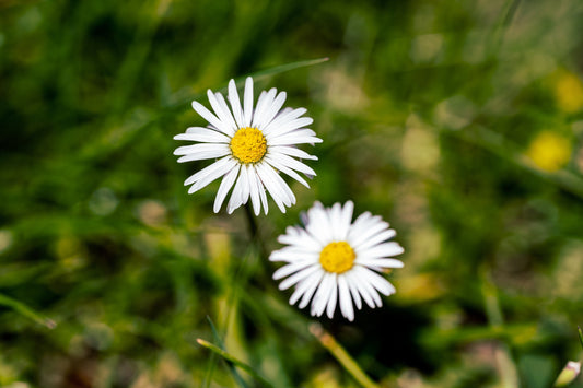 Two Daisies on Blurred Green Grass. Digital poster.