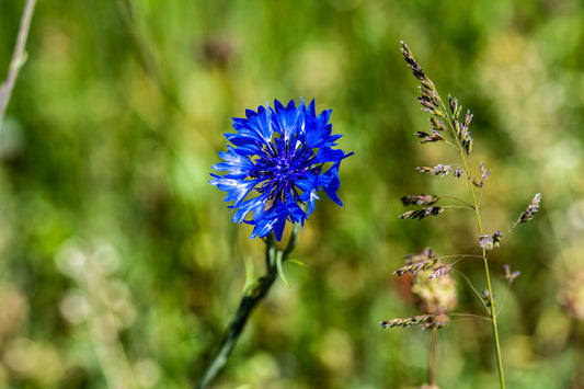 Blue Cornflower on Blurred Green Grass. Digital poster.