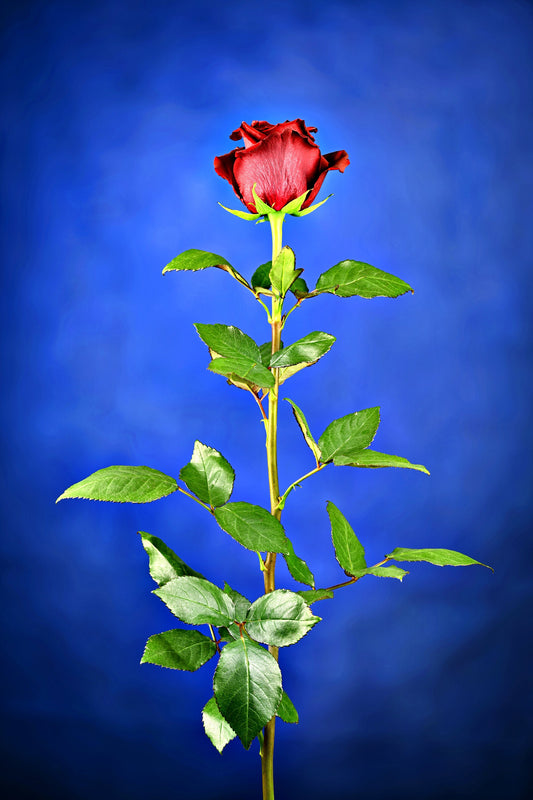 Vibrant Splendor: Fresh Red Rose. Digital poster.
