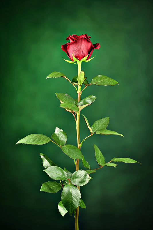 Graceful Beauty: Fresh Red Rose. Digital poster.