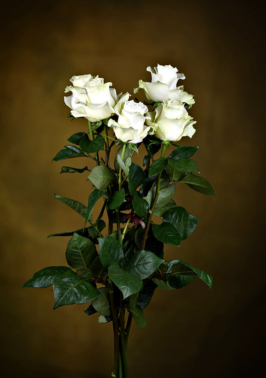 Timeless Treasure. Elegant Bouquet: Five Fresh White Roses. Digital poster.