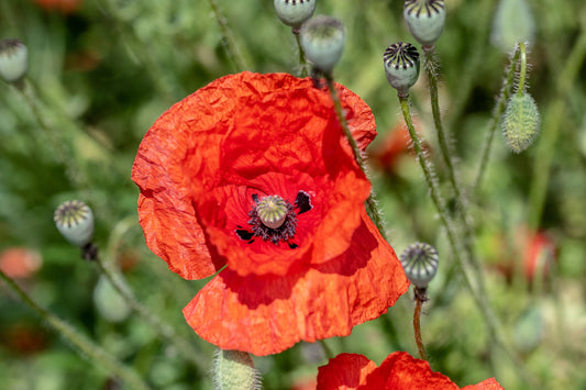 Unfolding Poppy Flower on Blurred Green Grass. Digital poster.