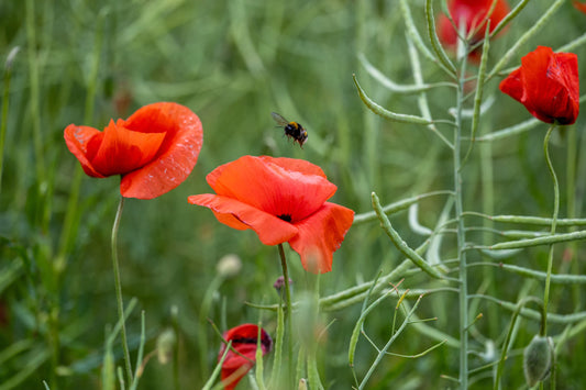 Merry Poppy and Bumbling Bumblebee: A Floral Encounter. Digital poster.