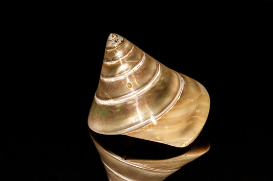 Seashell Magic: The Majestic Beauty of Trochus Niloticus!. Digital poster.